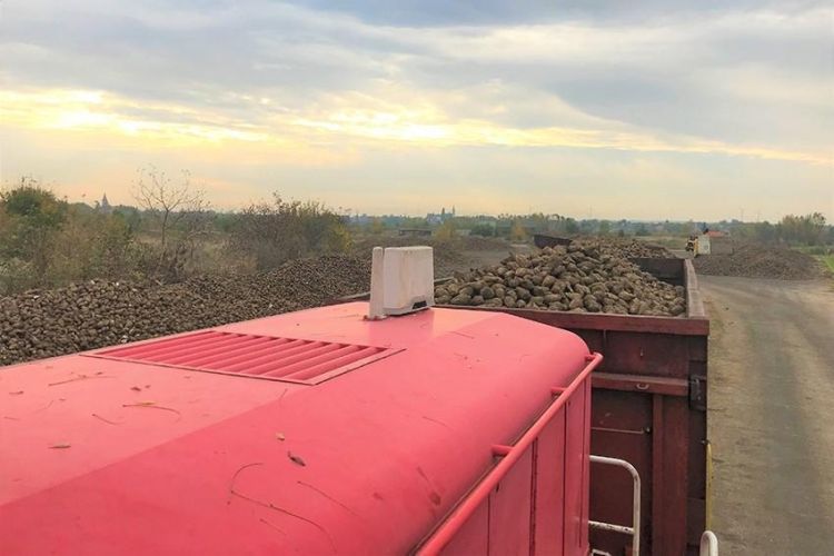 Il ruolo di Rail Cargo Hungaria nel raccolto di barbabietole da zucchero