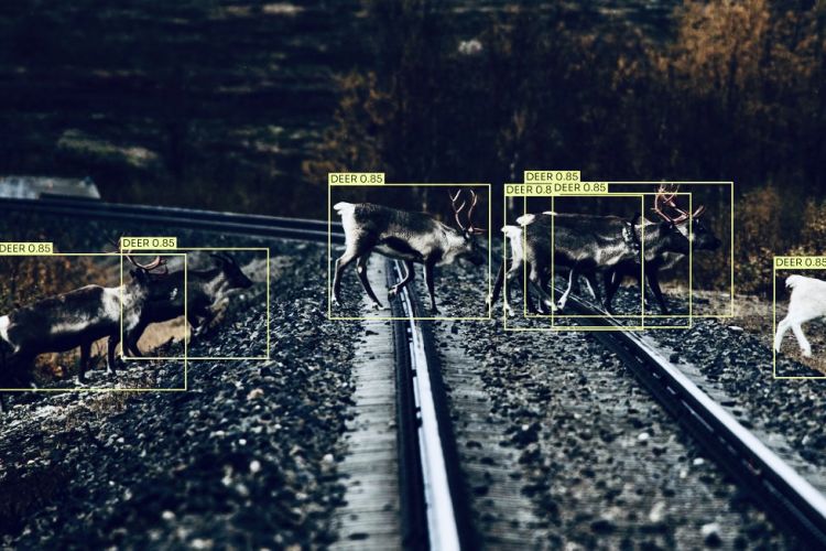 Alstom a Flox: Umělá inteligence proti nehodám volně žijících zvířat na železnici