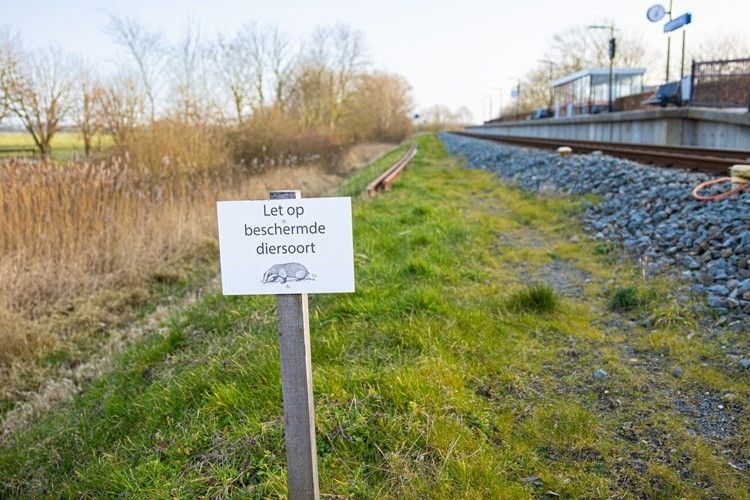 Holenderskie pociągi zagrożone przez borsuki